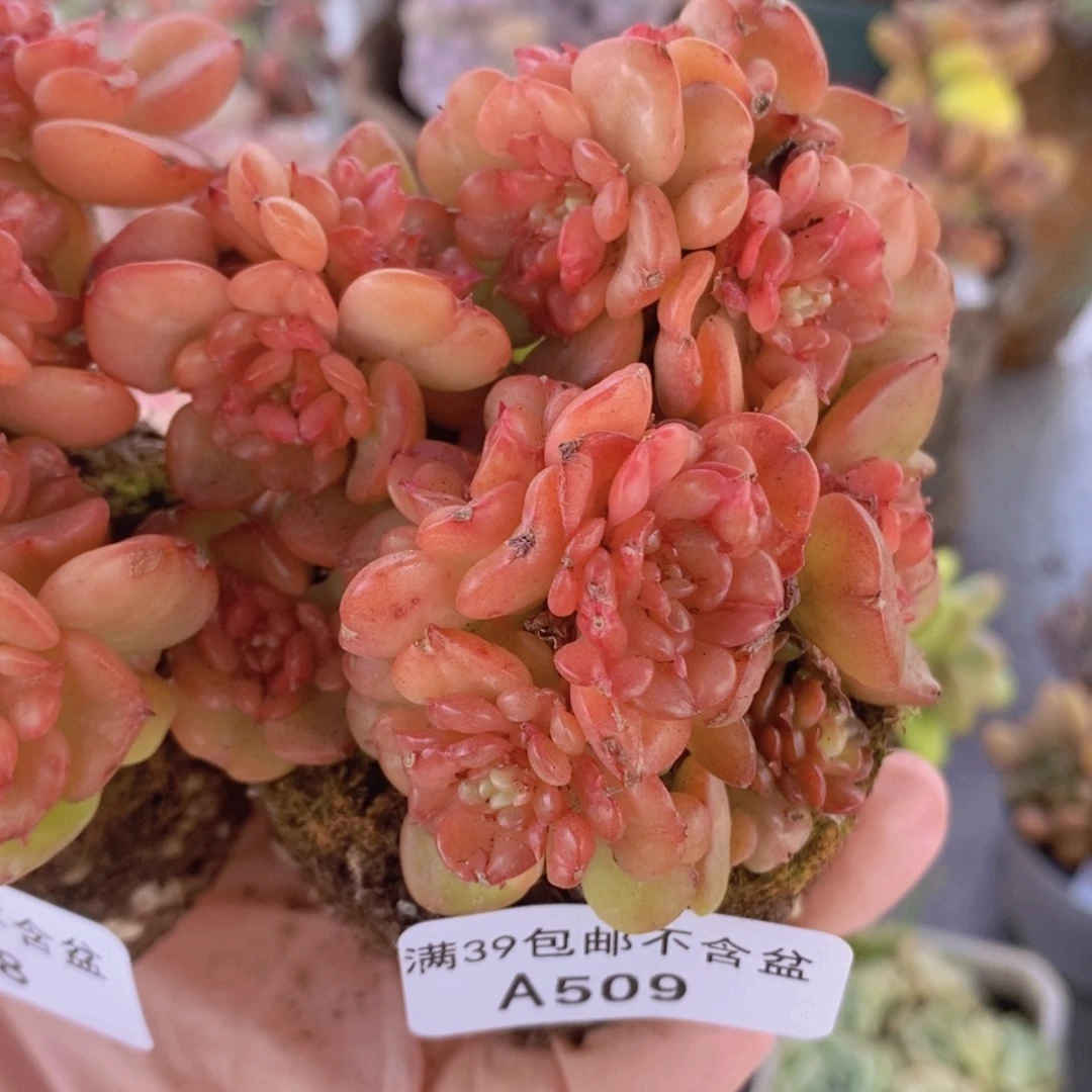 蜡牡丹8cm509多肉植物
