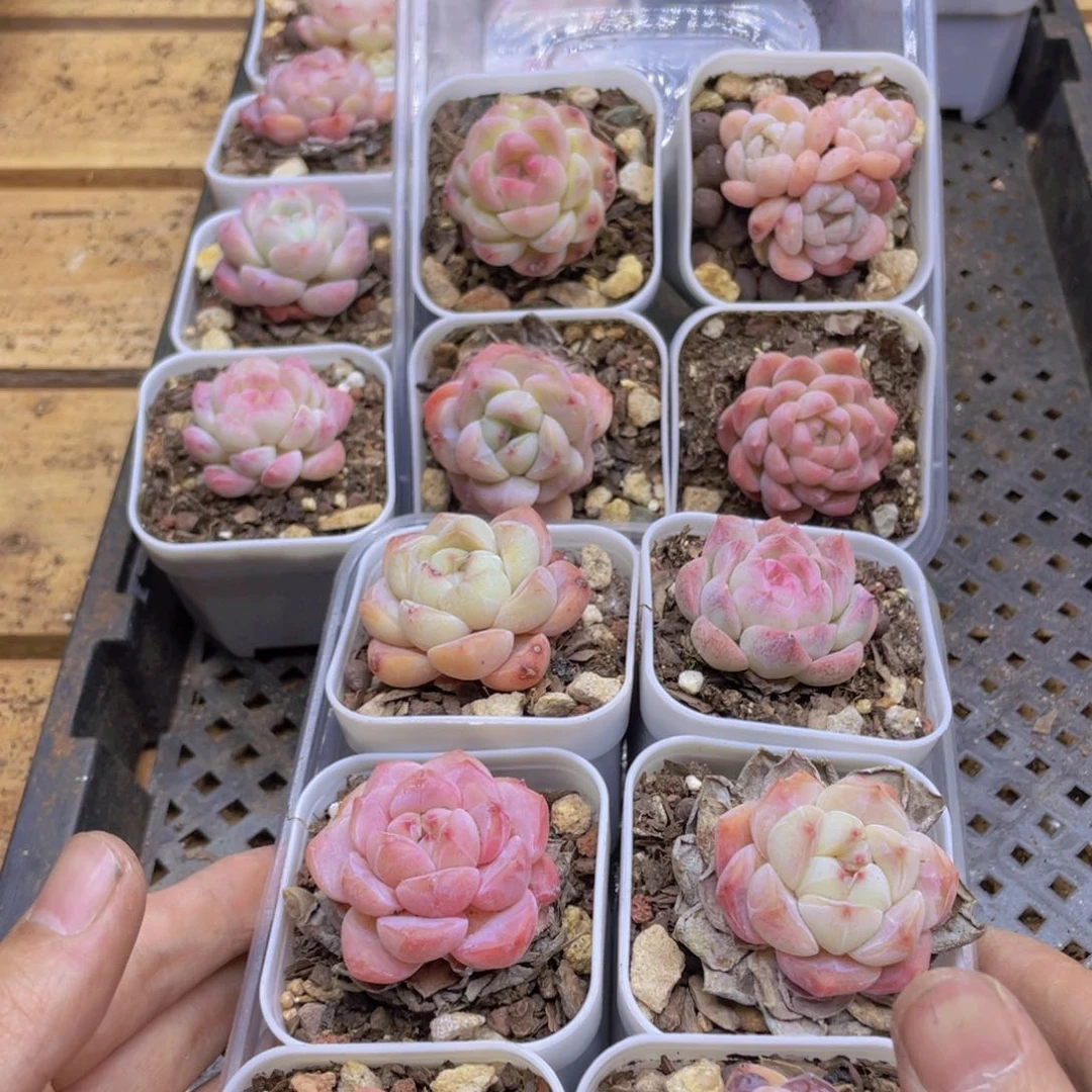 开心快乐幸福062