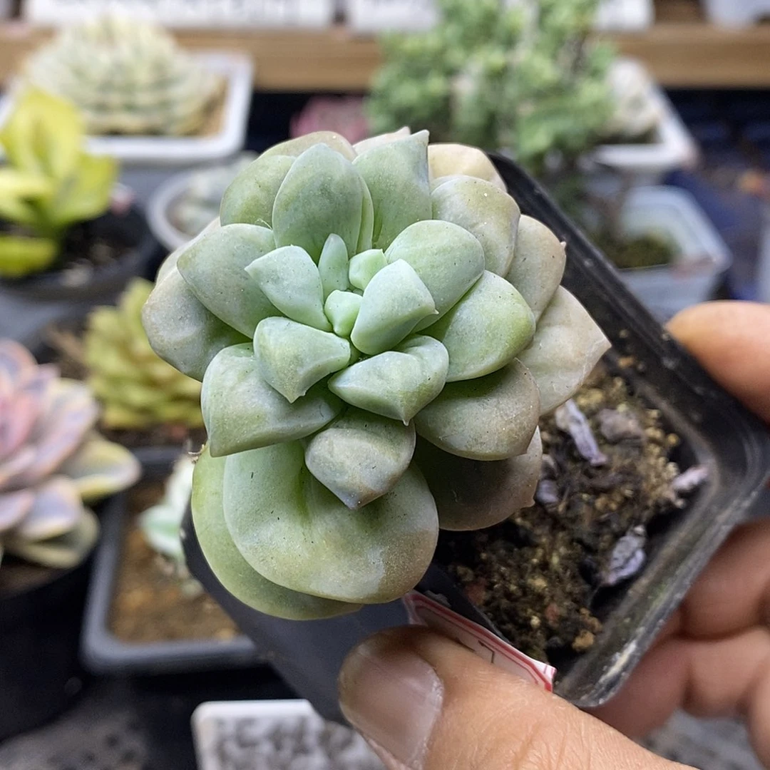 1757 瘤子可爱玫瑰