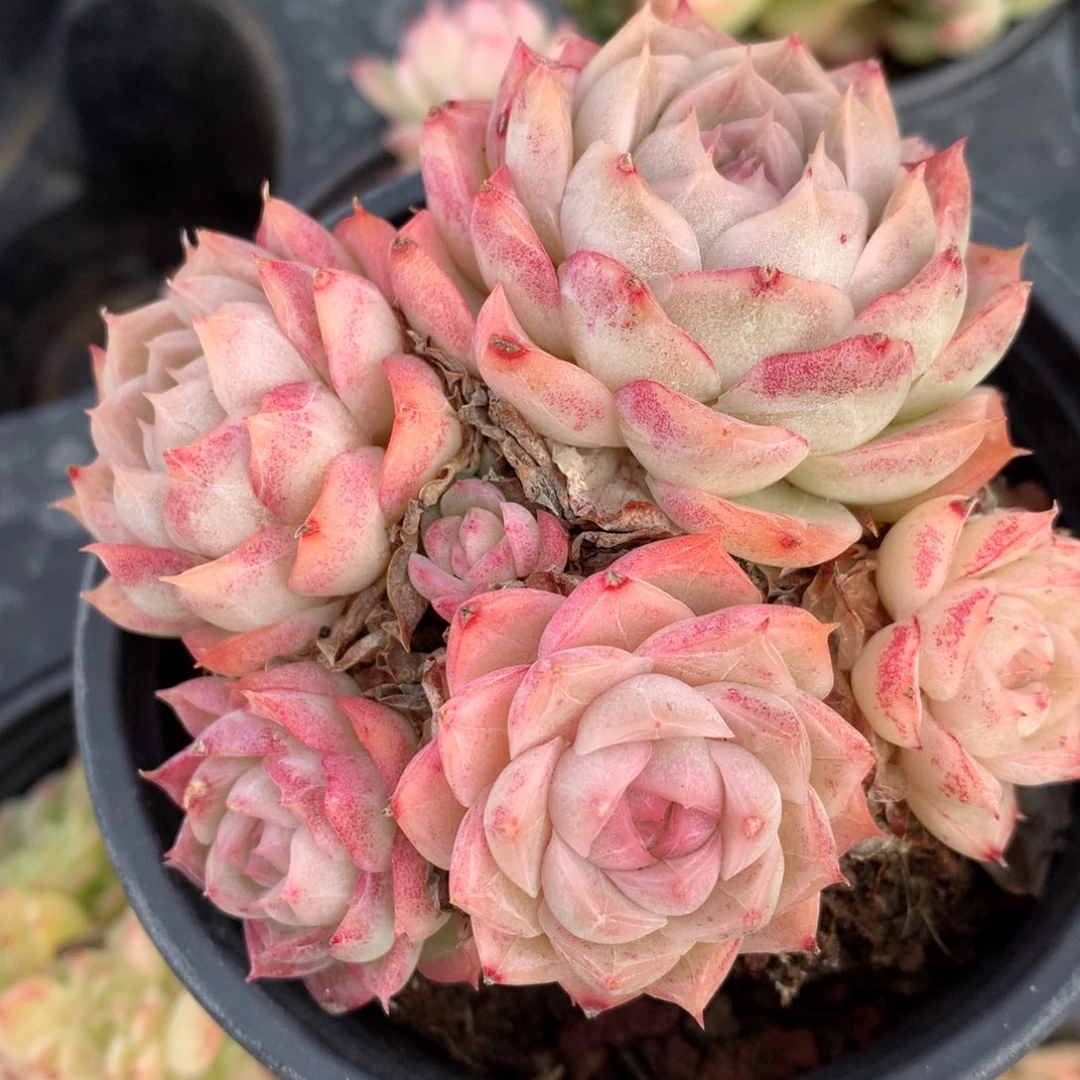 0203-60 麦杆优选