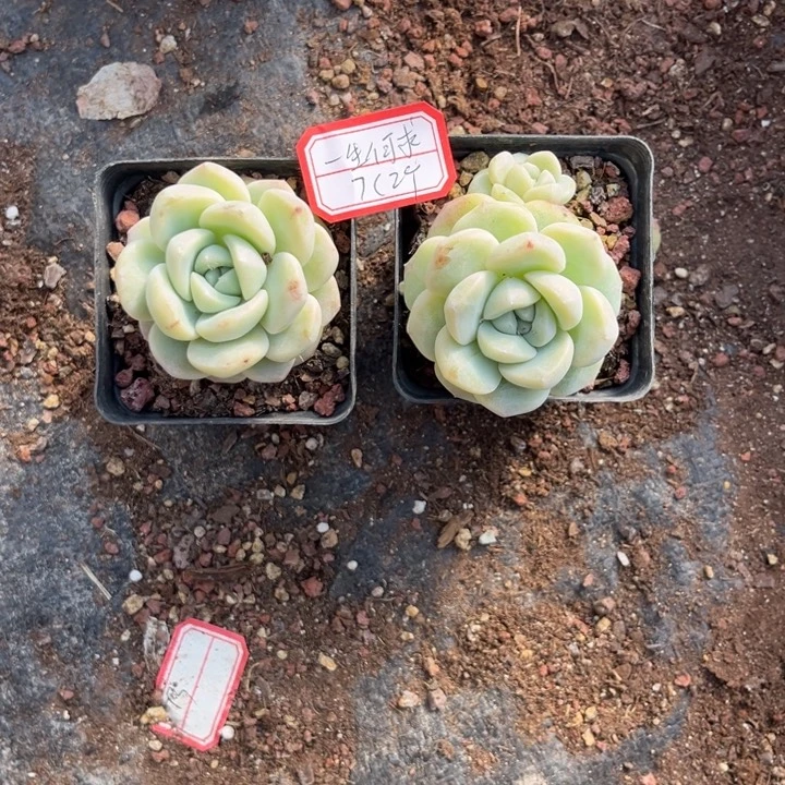 一***求冰玉多肉七方盆，，，，。。