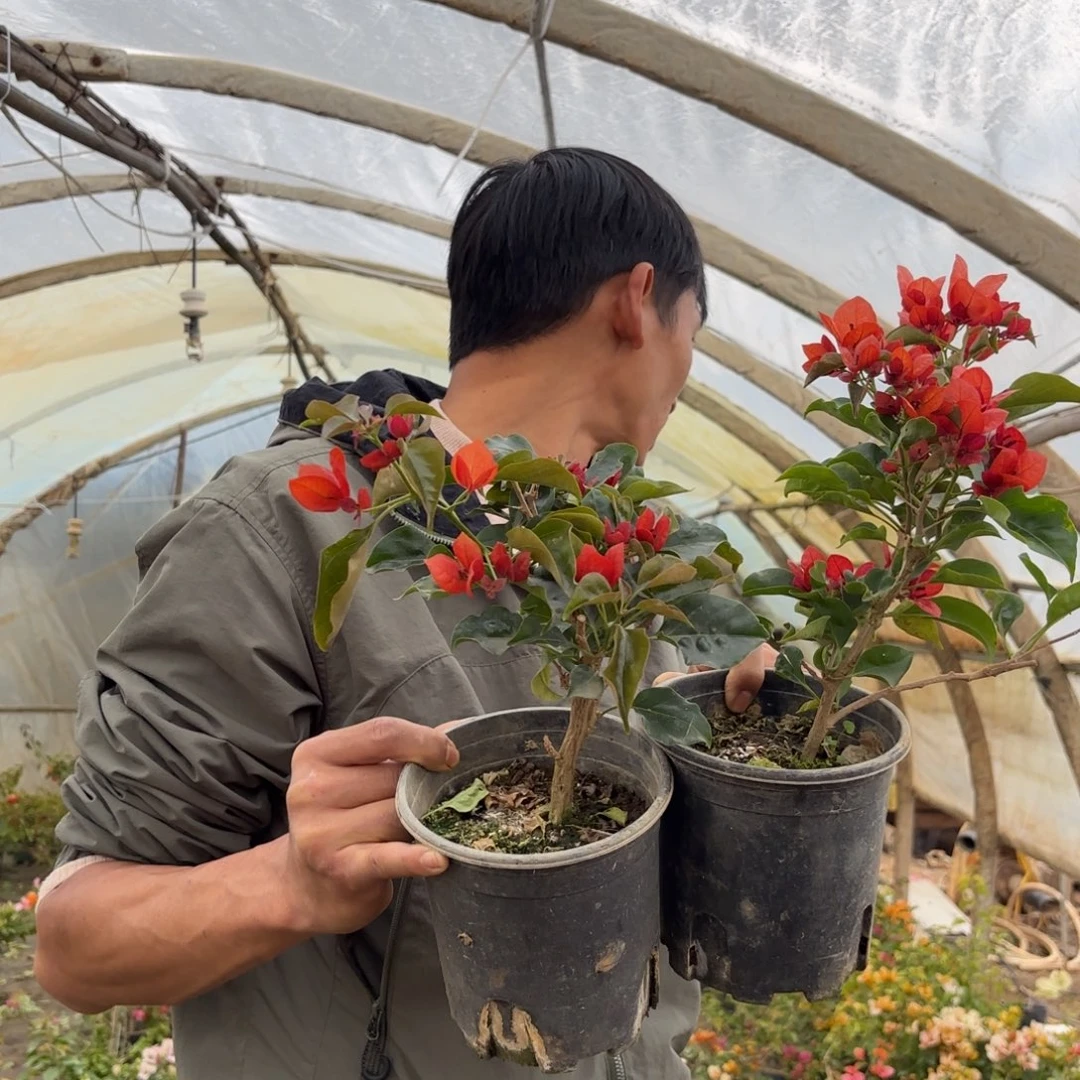 完全开放（蒙公主）三角梅会落花落叶会光杆苗有大有小