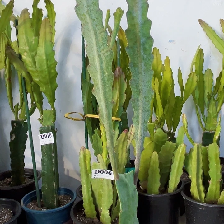 当前无花栽培后可以开花18