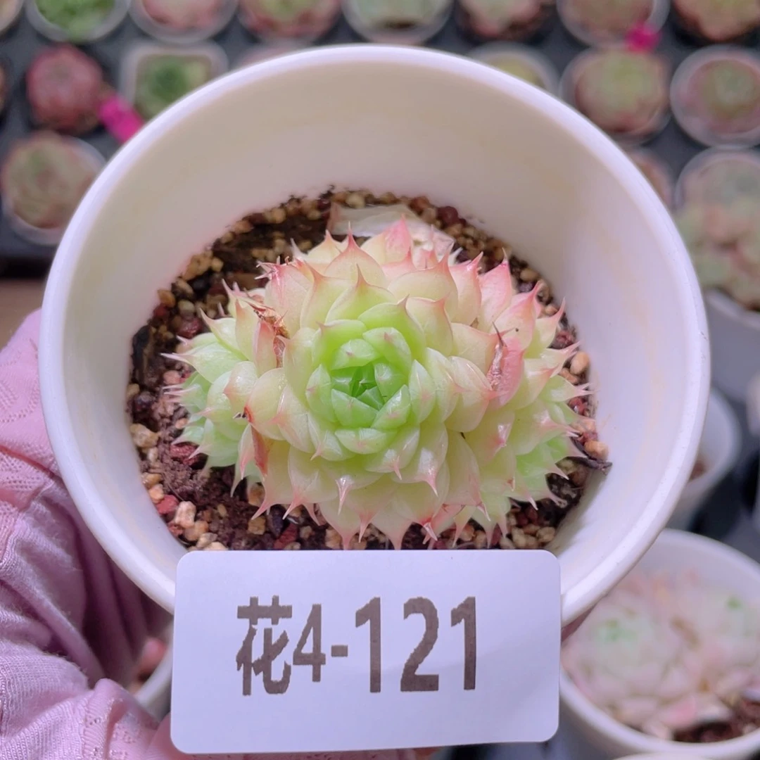 花利美4-121海王