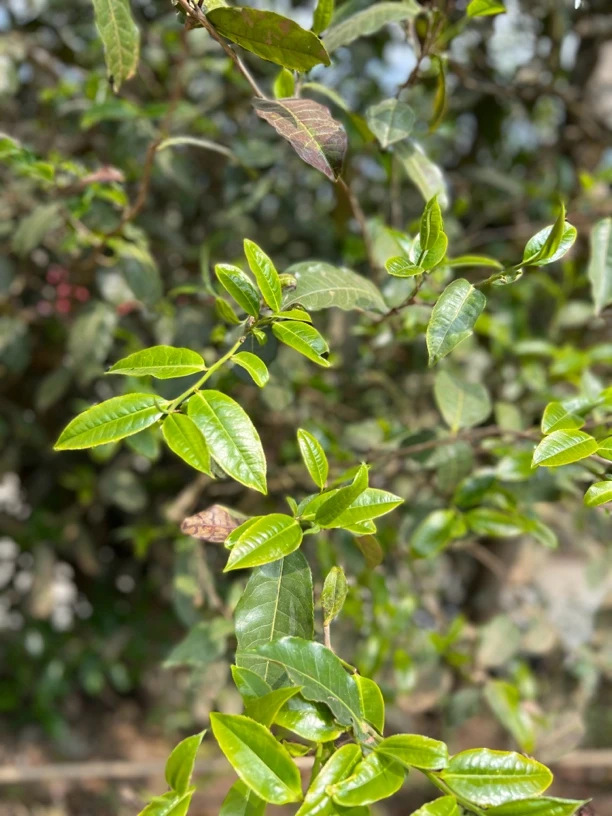 [藤条古树]2024年藤条古树