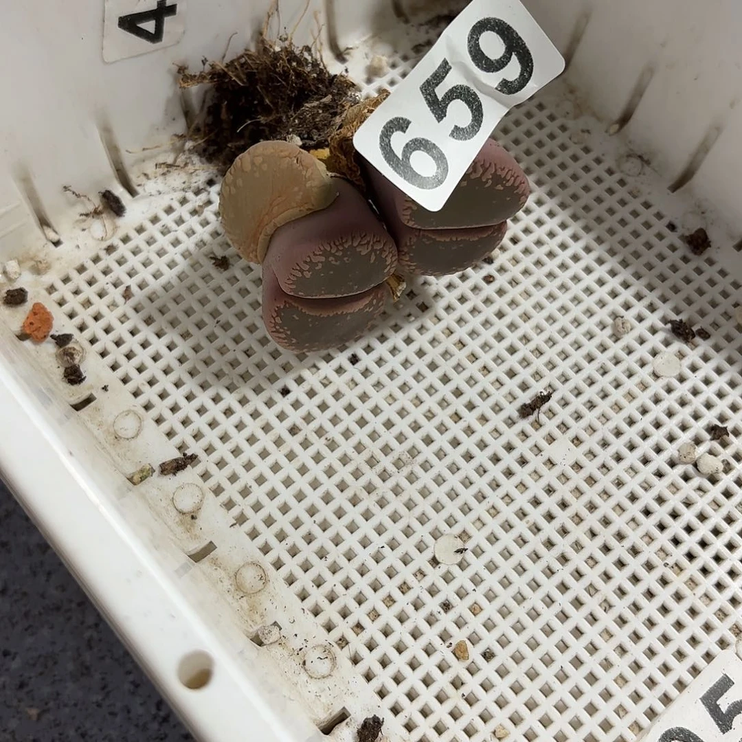 小***七生石花一物一拍659