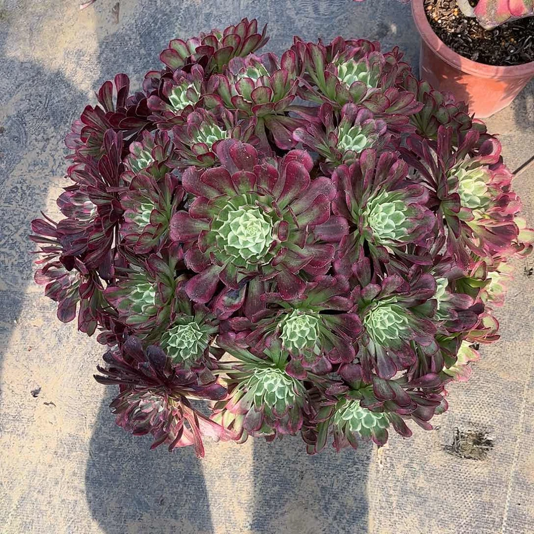 同花顺法师多肉植物