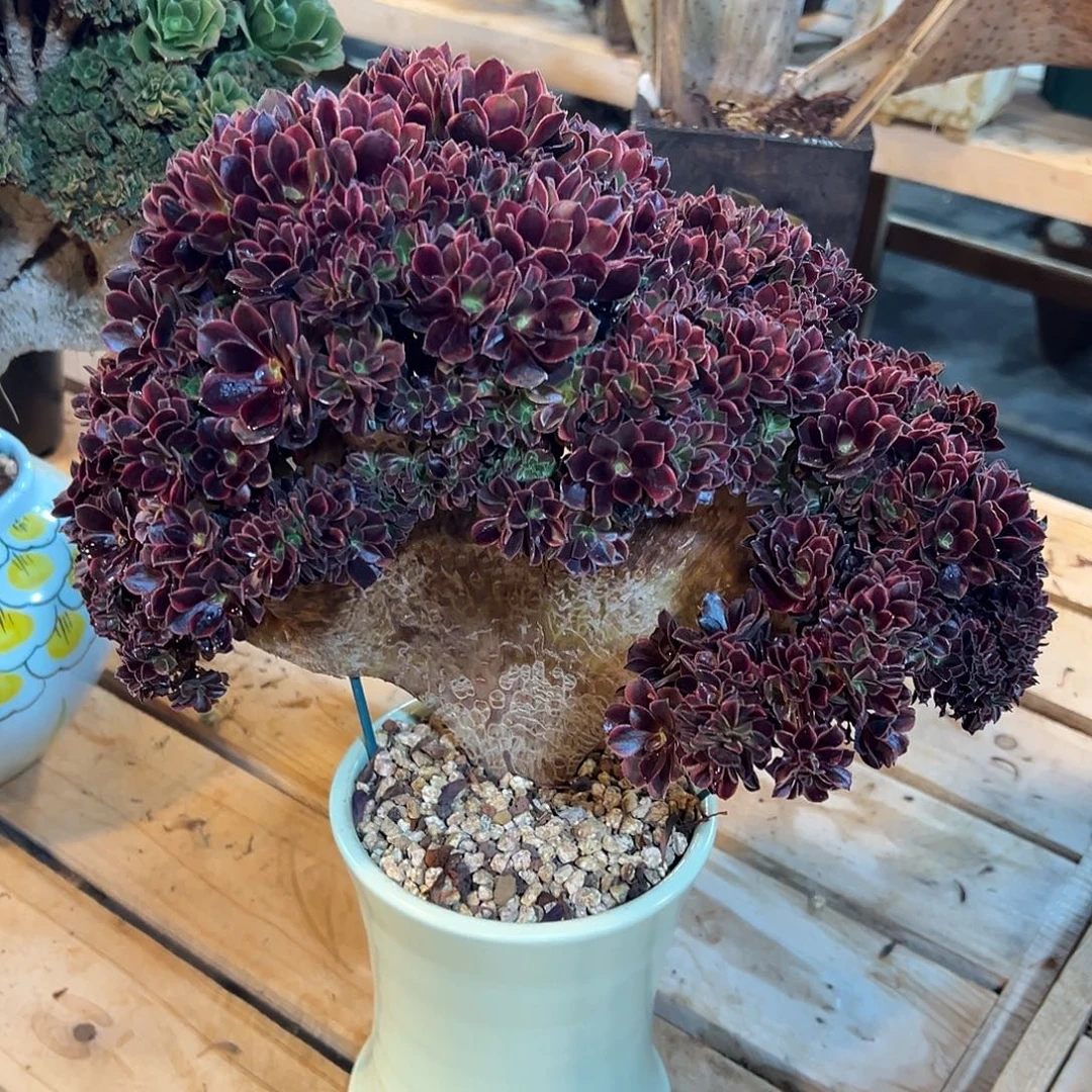 欧嘉莉整版老桩全朵朵