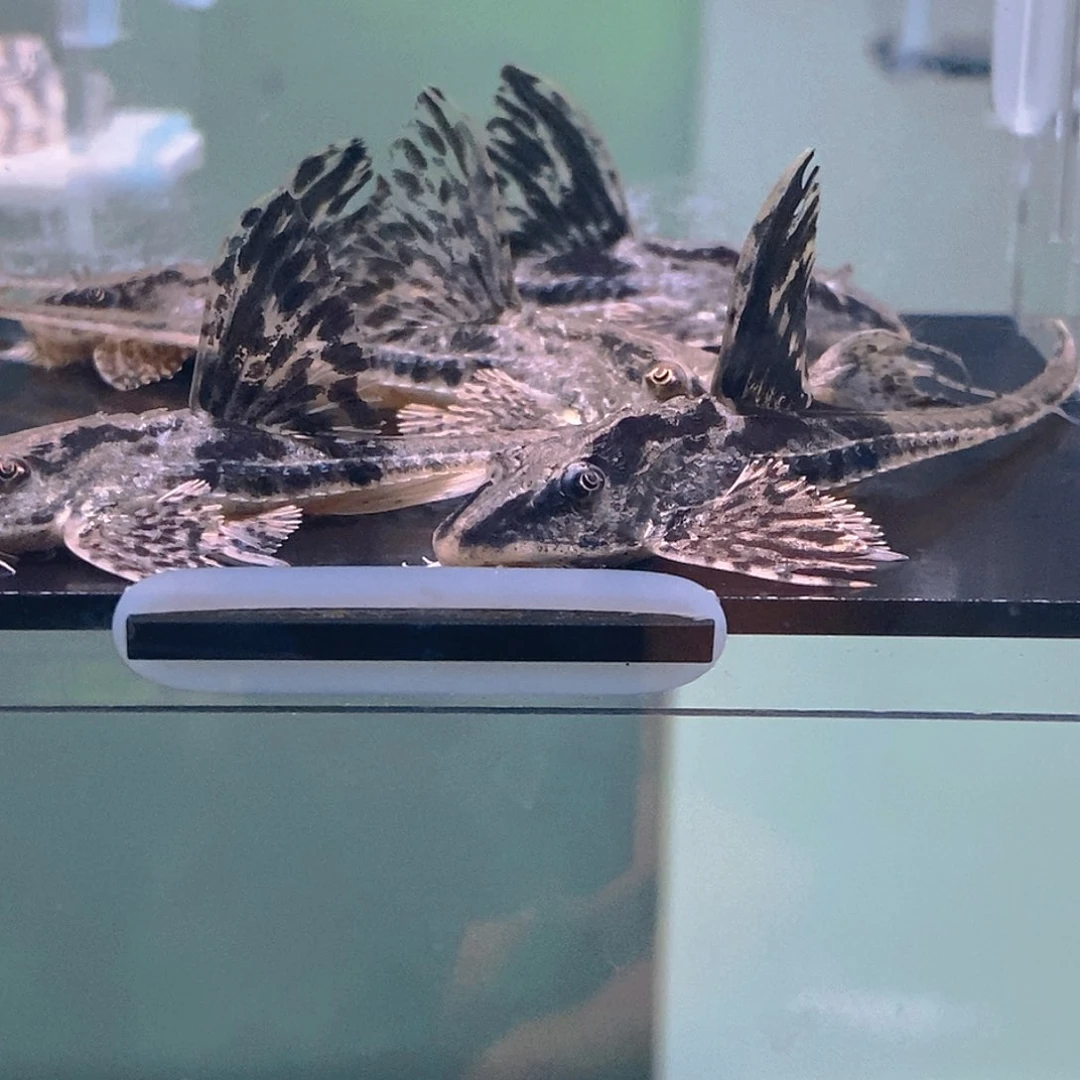 清道夫鱼直升机40