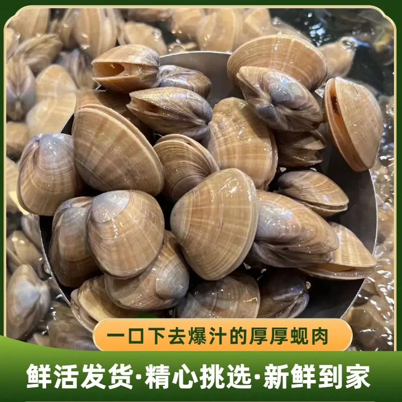 【大黄蚬子】丹东冷水鲜活直发 19-24头 海水吐沙率95% 京东包邮3斤