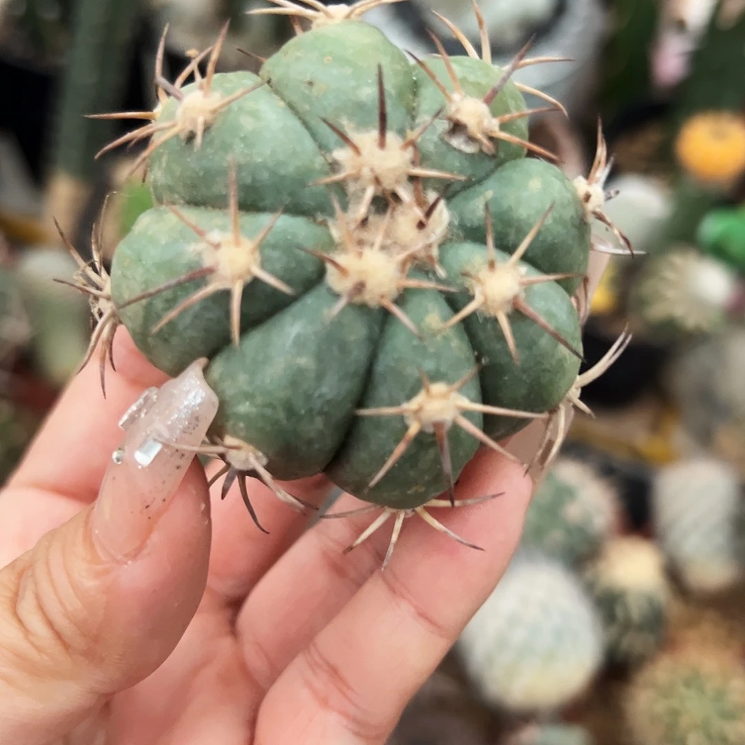 平丸仙人球66666666