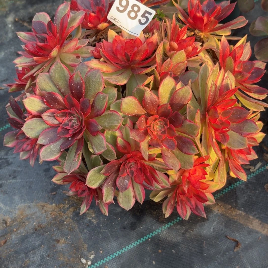 985大黑膜锦多肉植物多肉植物