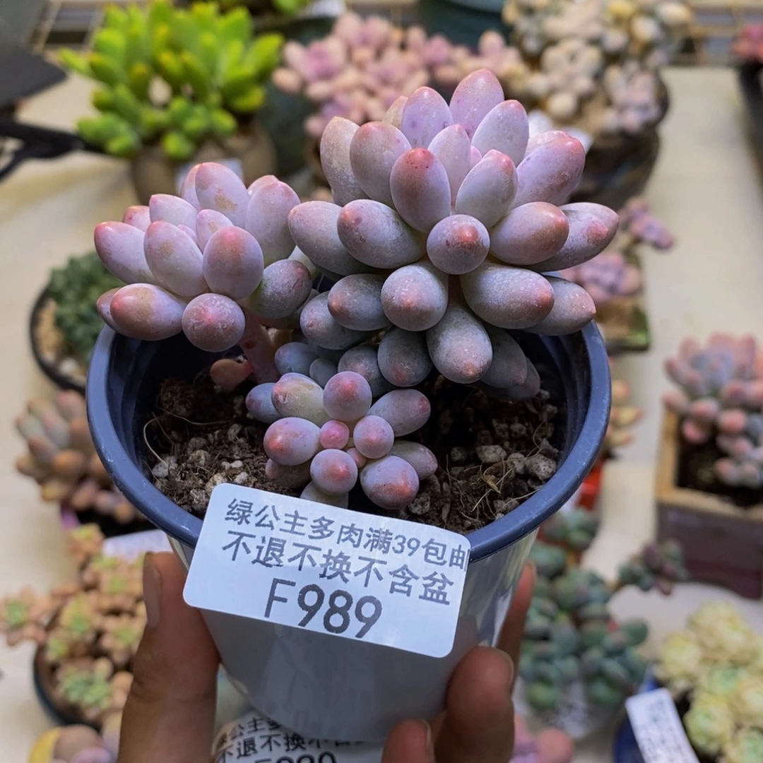 989香水手指奶多肉7cm