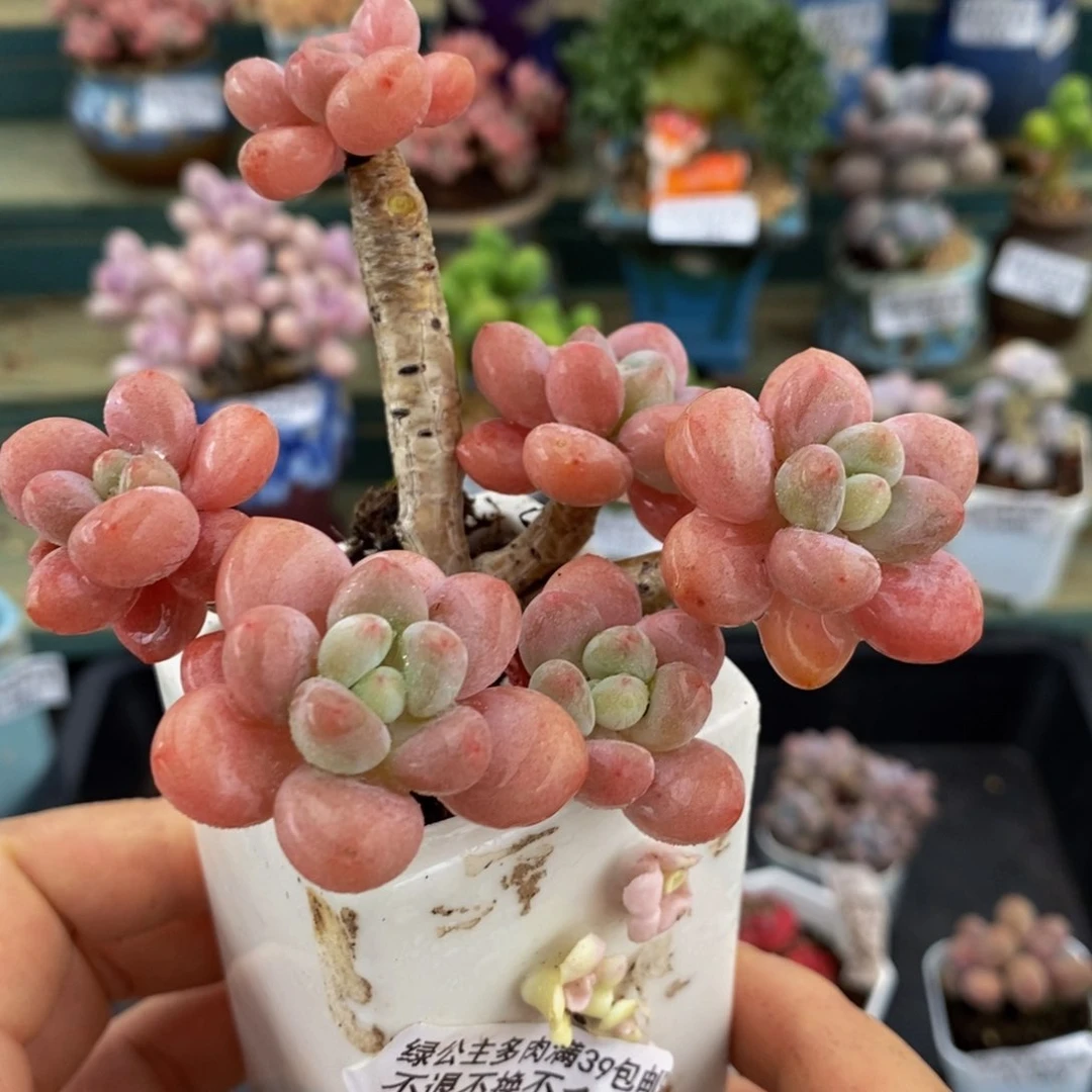 481 老桩鱼子酱8 厘米有砍