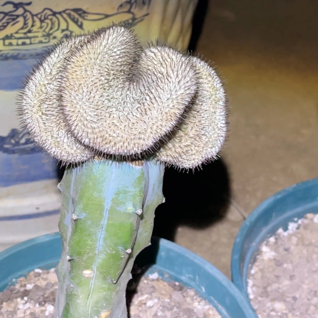 佩雷缀化 龙神木 嫁接 带根