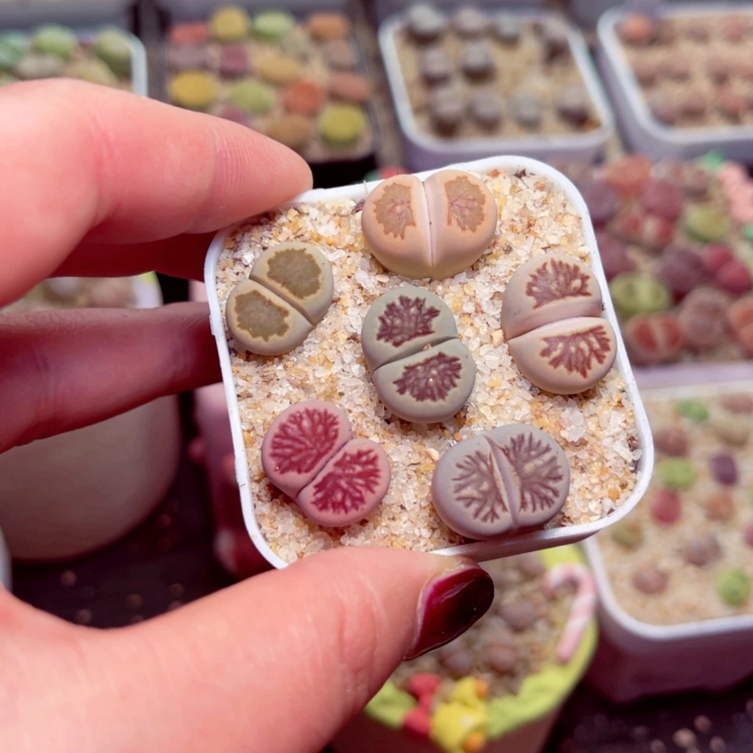 69号带盆包邮发货