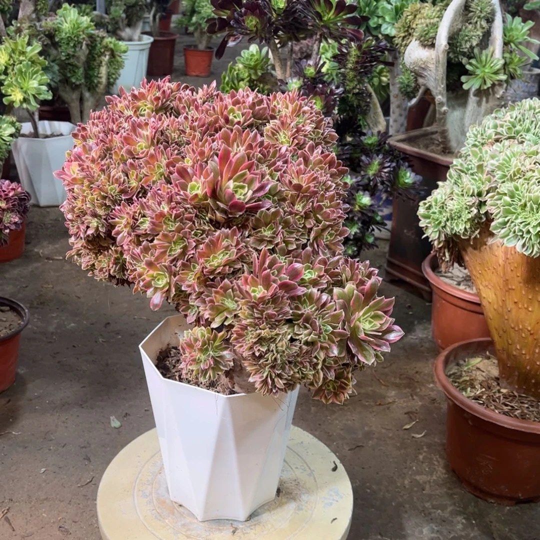 精品法师一物一拍