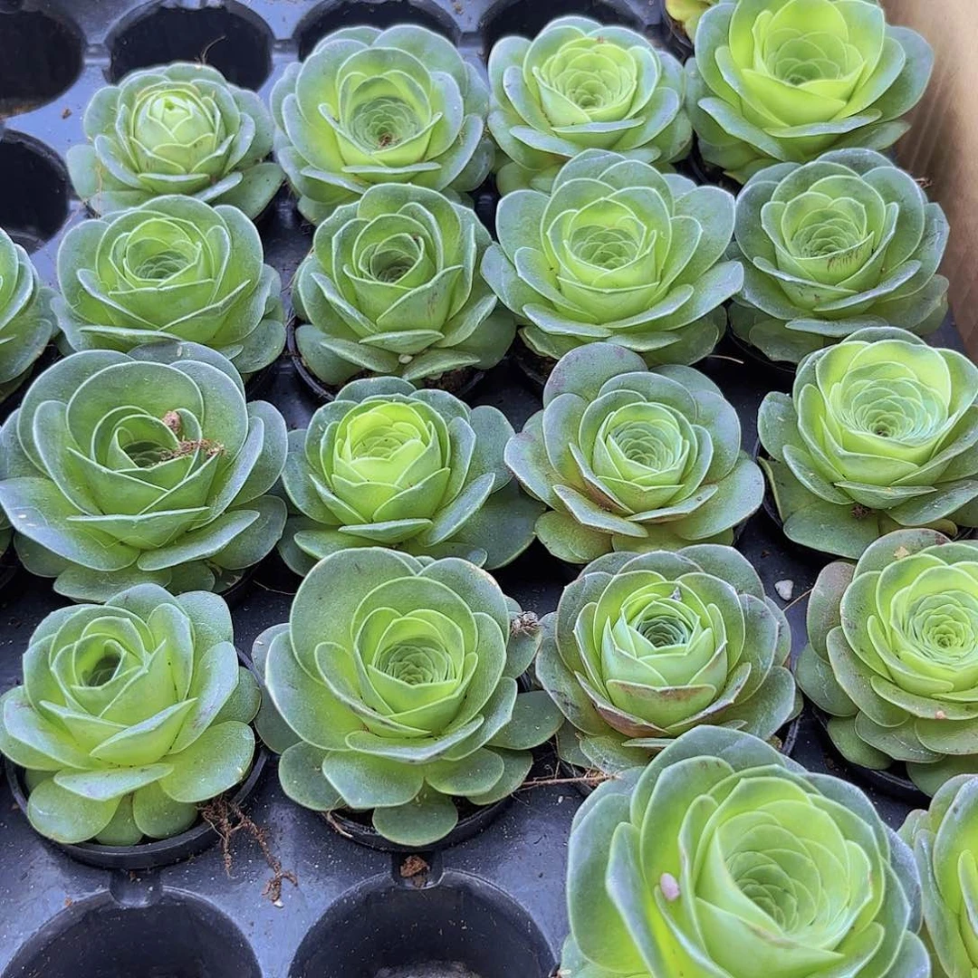 小穴苗山地玫瑰多肉植物