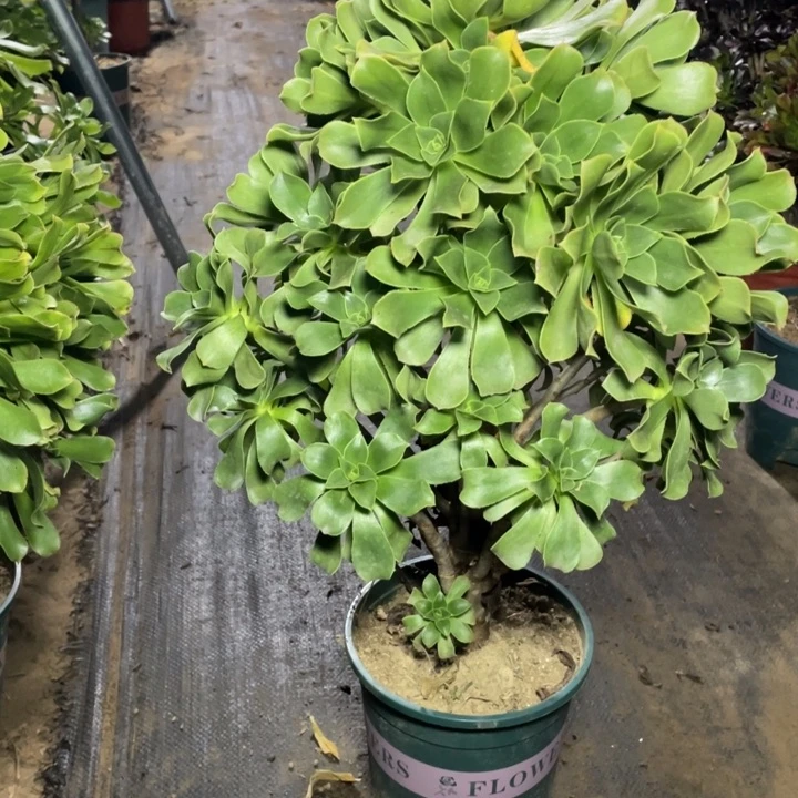 54香馥多肉多肉植物多肉多肉