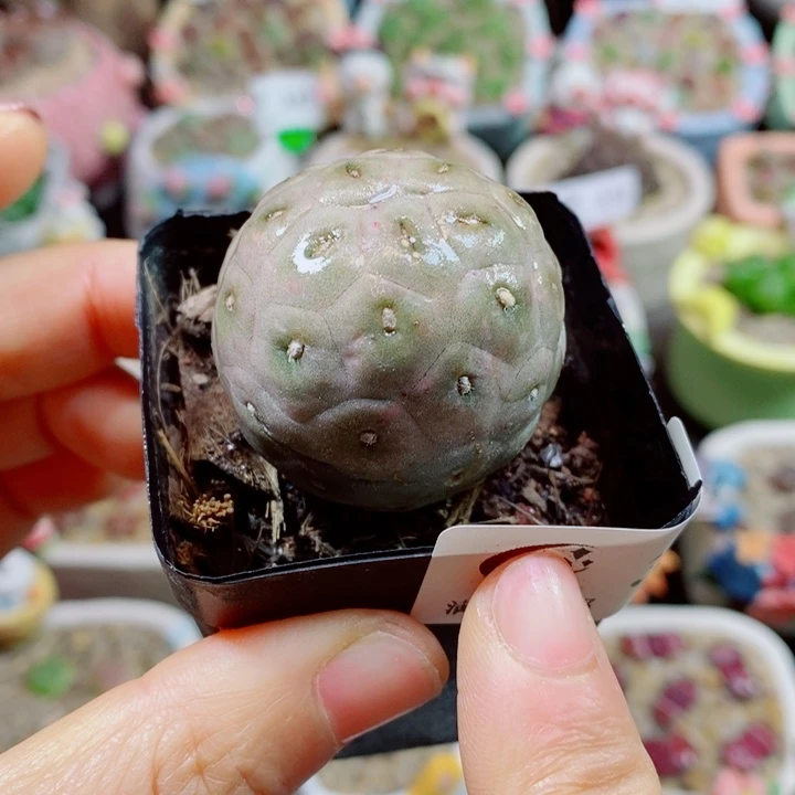 生石花花花花花花花374