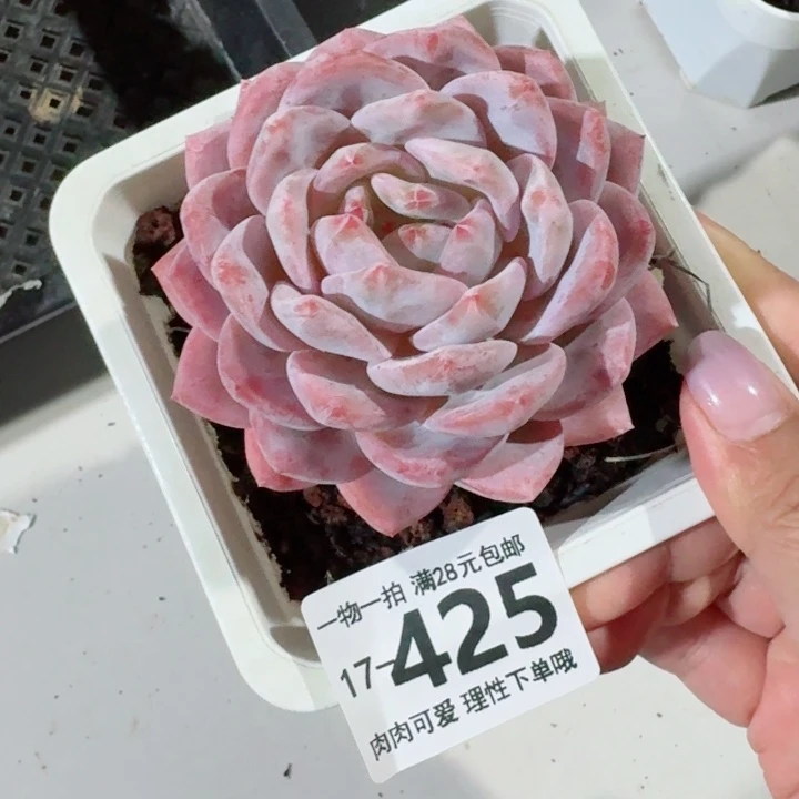 橙梦露无盆土发货无盆