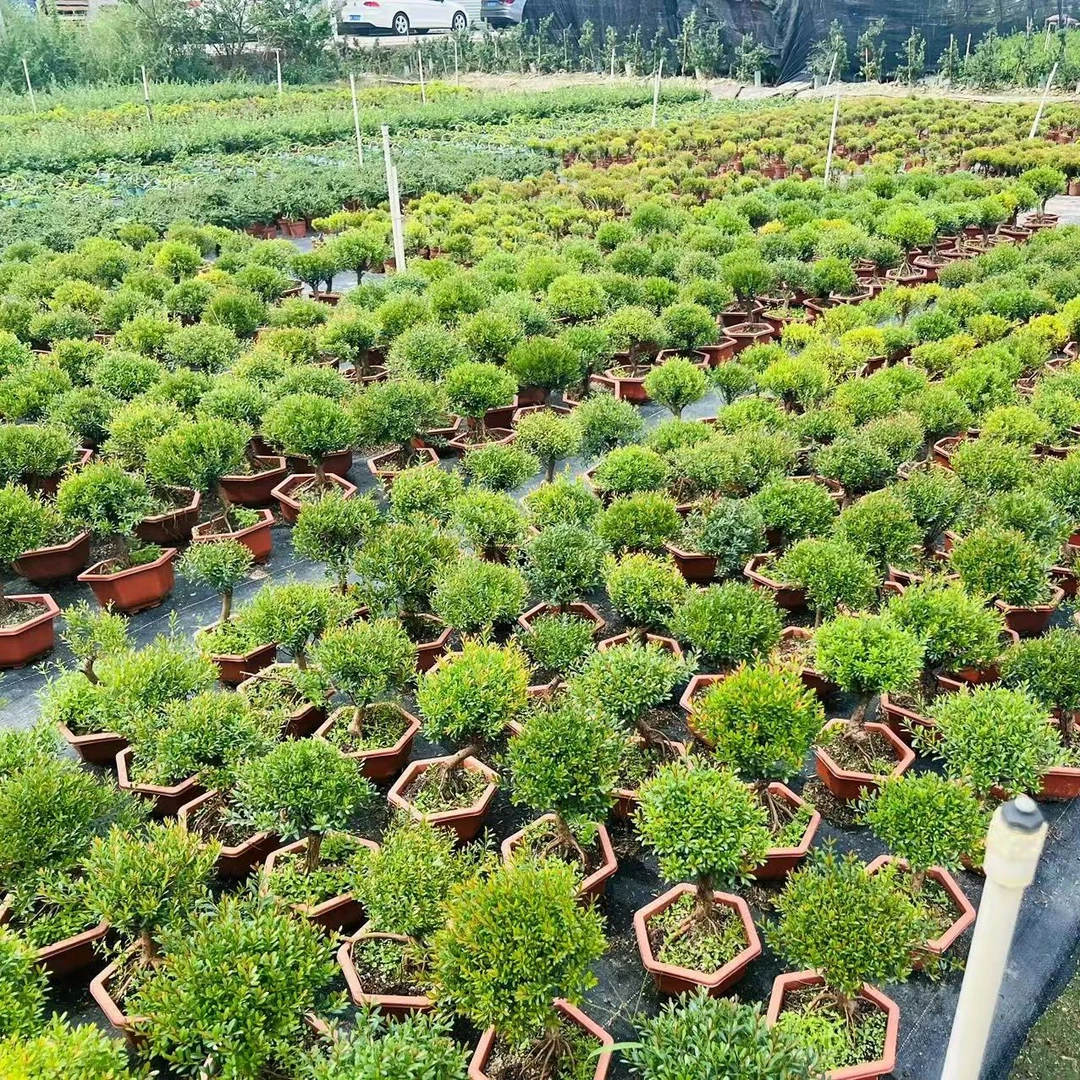 一物一拍 胡椒木 黄杨 罗汉松等绿植盆景