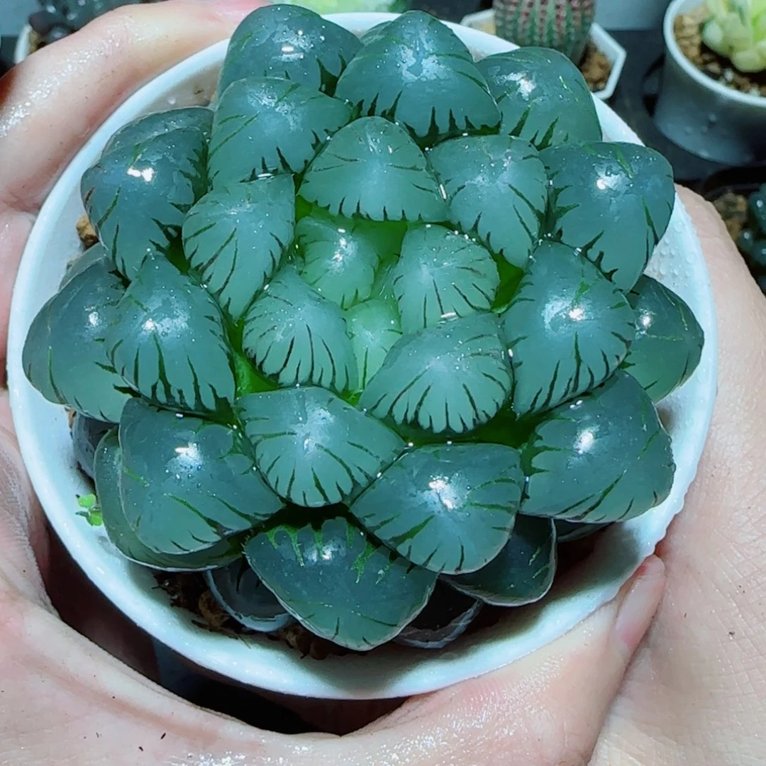 大母本冰灯多肉