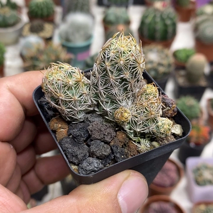 紫王子群特价福利