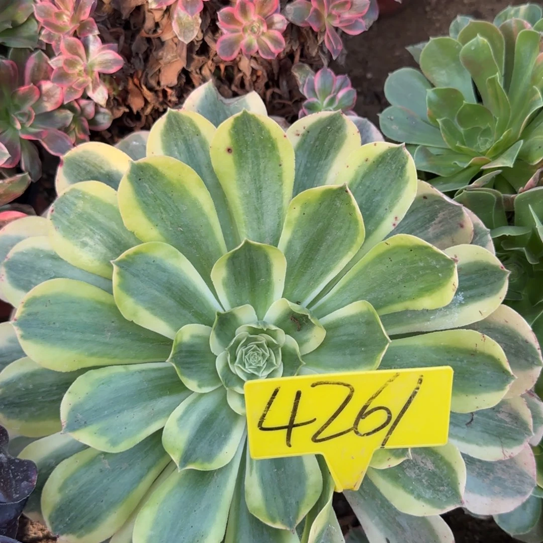 ****️4261---香炉盘白锦多头