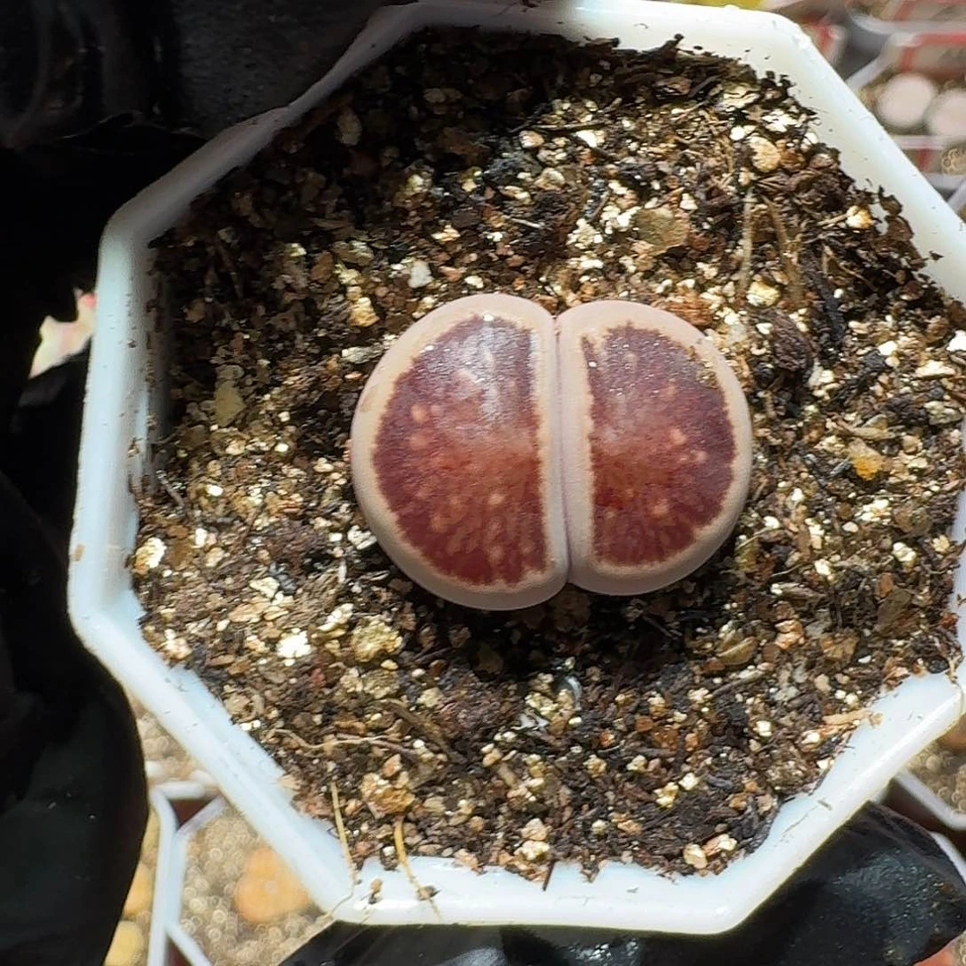 生石花22:：。在政治。   56