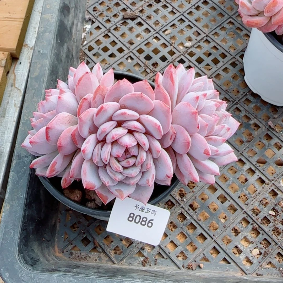 莎***莎星星橙，8086多肉植物