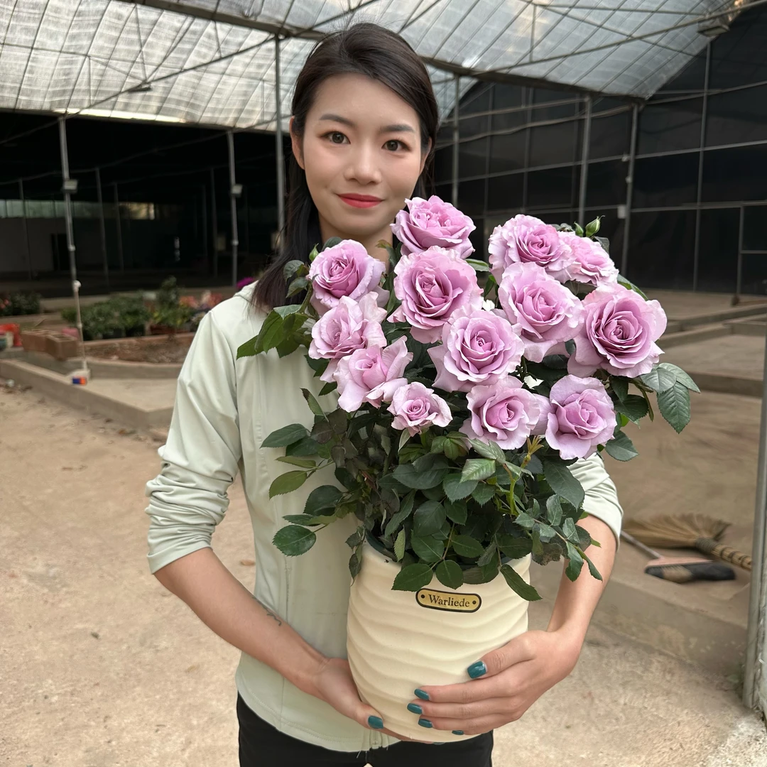 蓝色风暴月季阳台庭院绿植观景花盆景盆栽美观带花好养活花卉植物