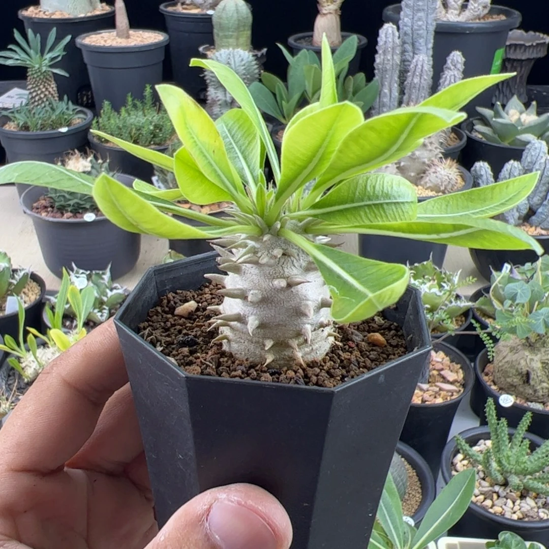 惠比大黑一物一拍