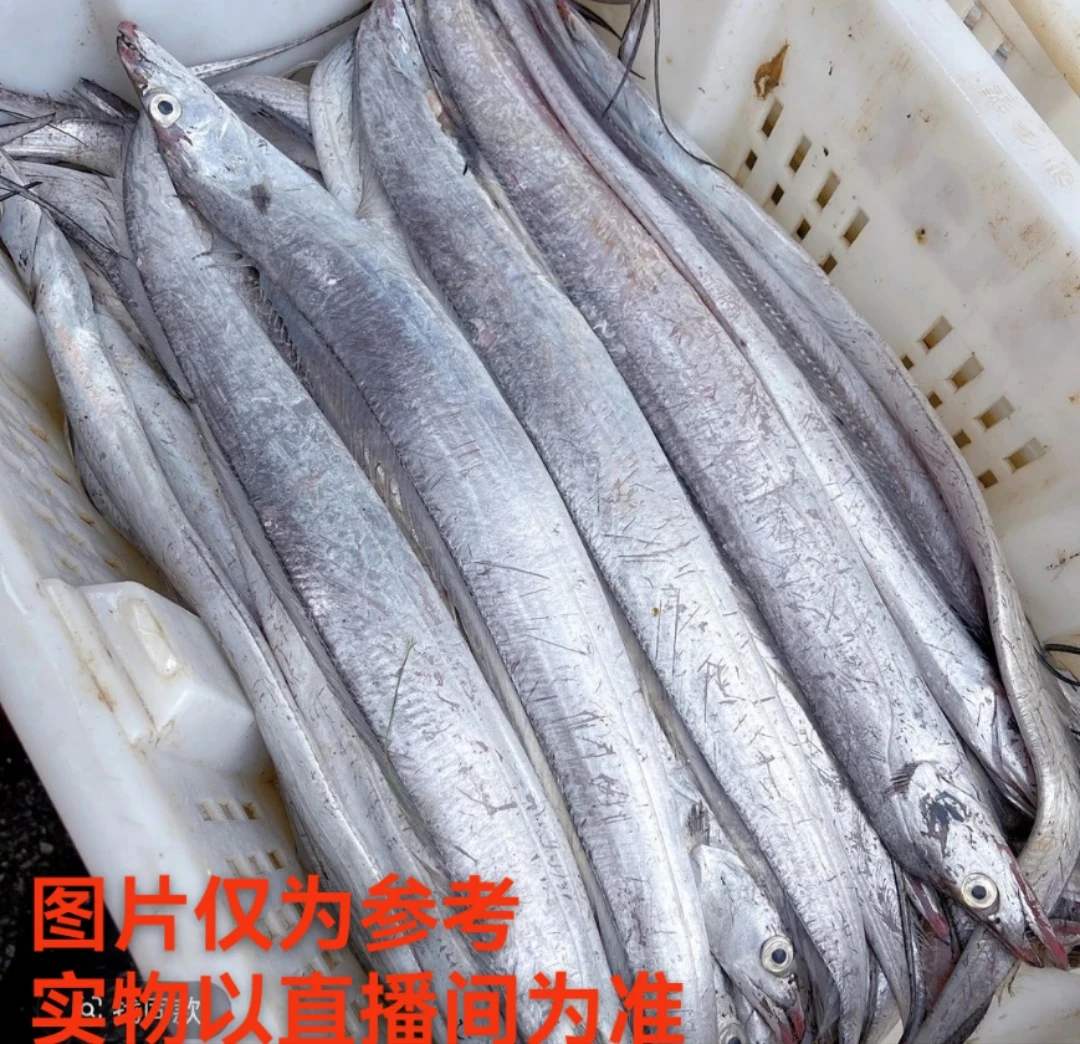 大连渤海湾油带鱼（顺丰包邮）介意破肚掉磷勿拍