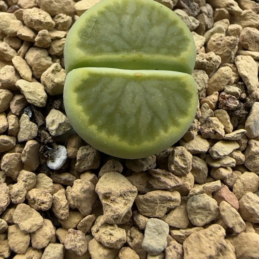 287 生石花大棚直播