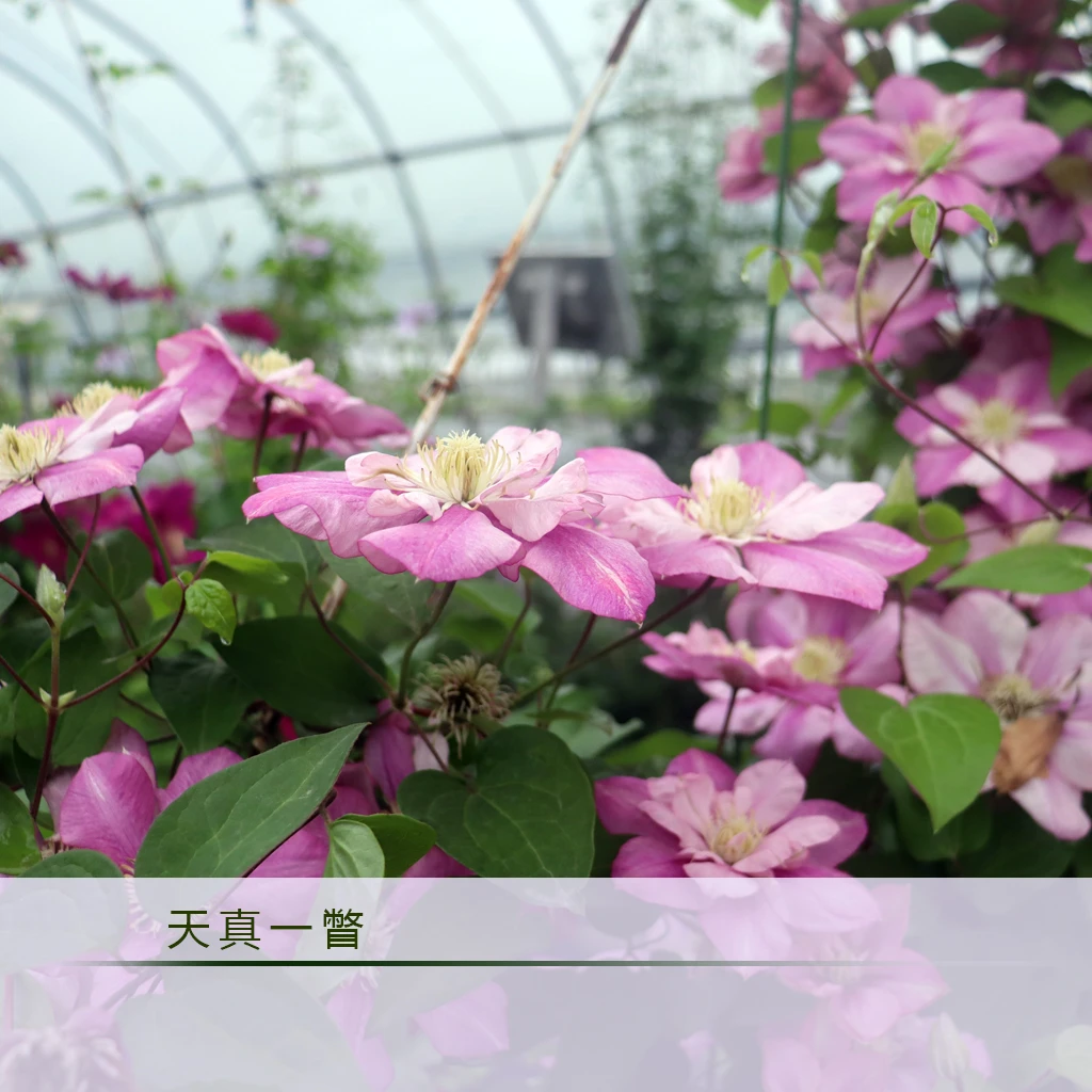 优藤【天真一瞥】早花组盆栽苗庭院粉色爬藤重瓣阳台