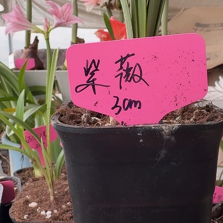 无花朵紫薇朱顶红直径3cm