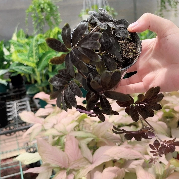 完全开放348紫茄植物