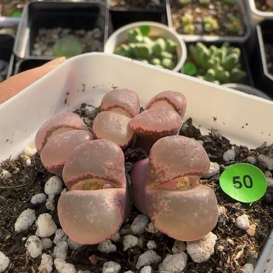 漂漂亮亮多肉植物