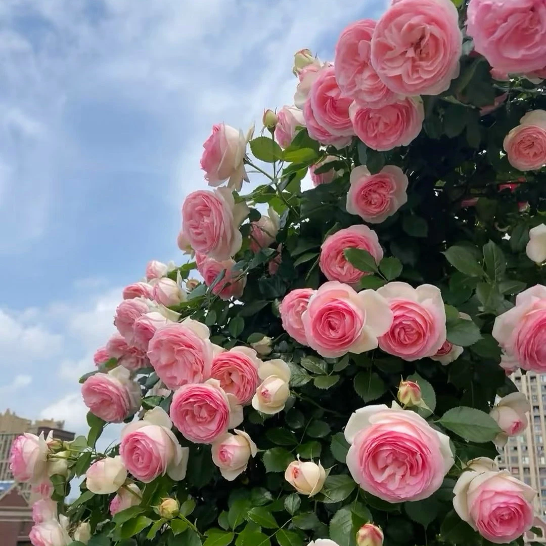 【50厘米高度】藤本月季小中苗大花浓香庭院地栽盆栽四季开花