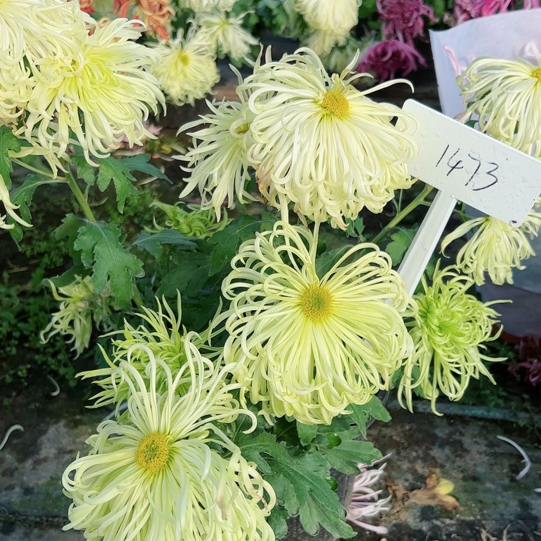 完全开放绿色大盆1473