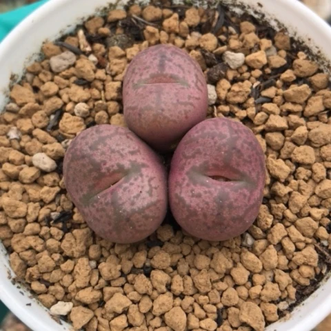 多肉肉锥 吕氏毛杂猴脸