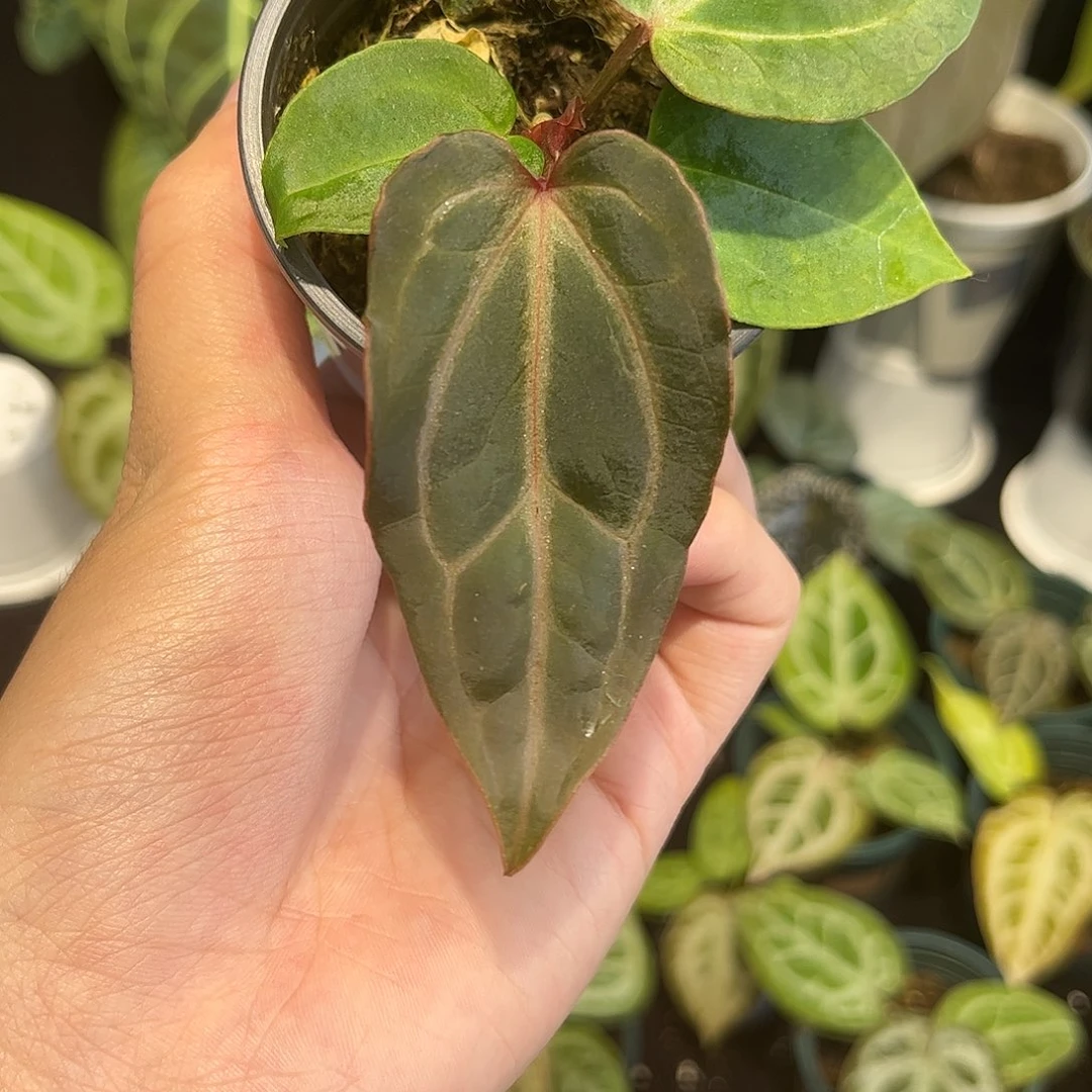 不开花植物红水晶杂kos