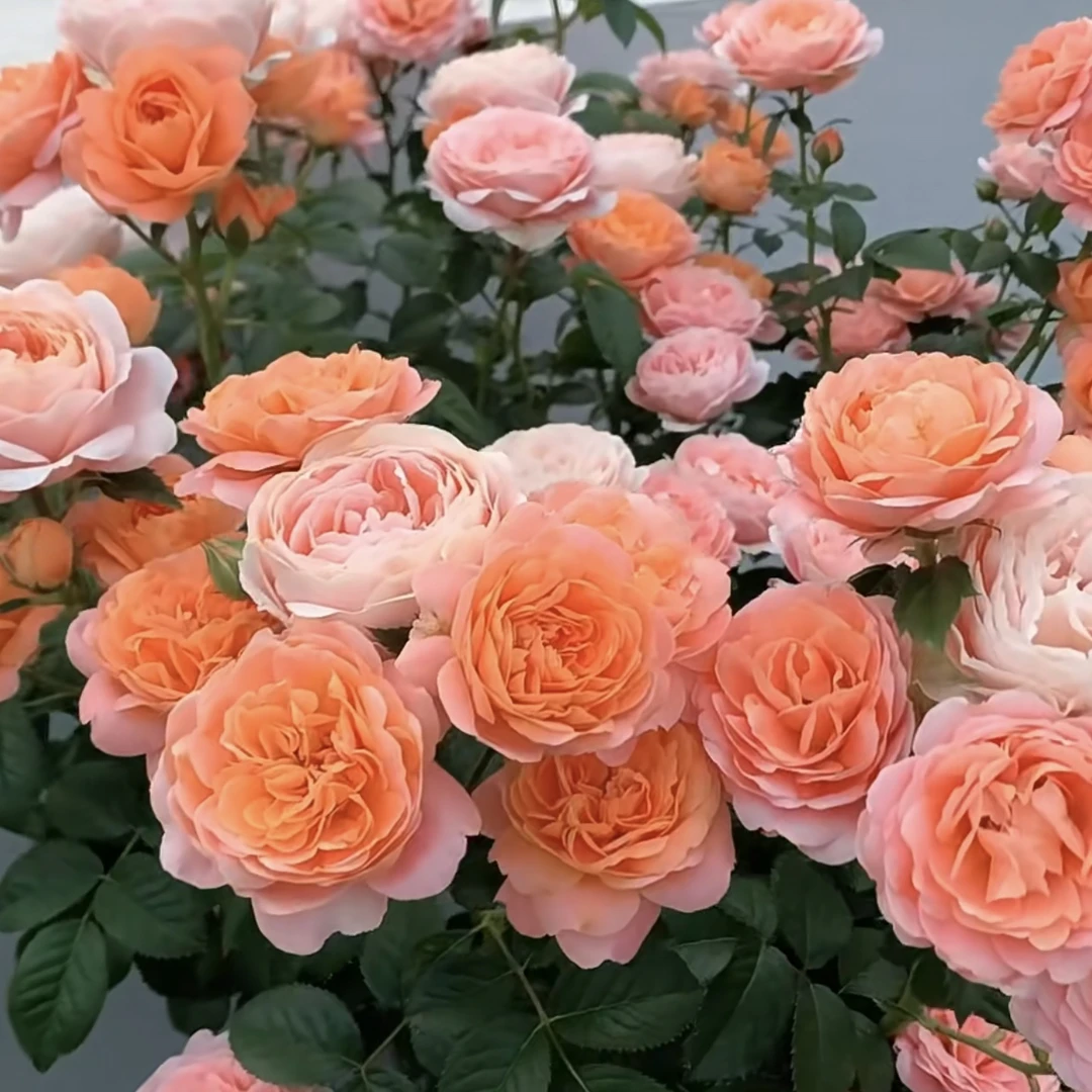 果汁阳台丛生一花多色月季花盆栽耐晒耐寒月月开花庭院花园植物