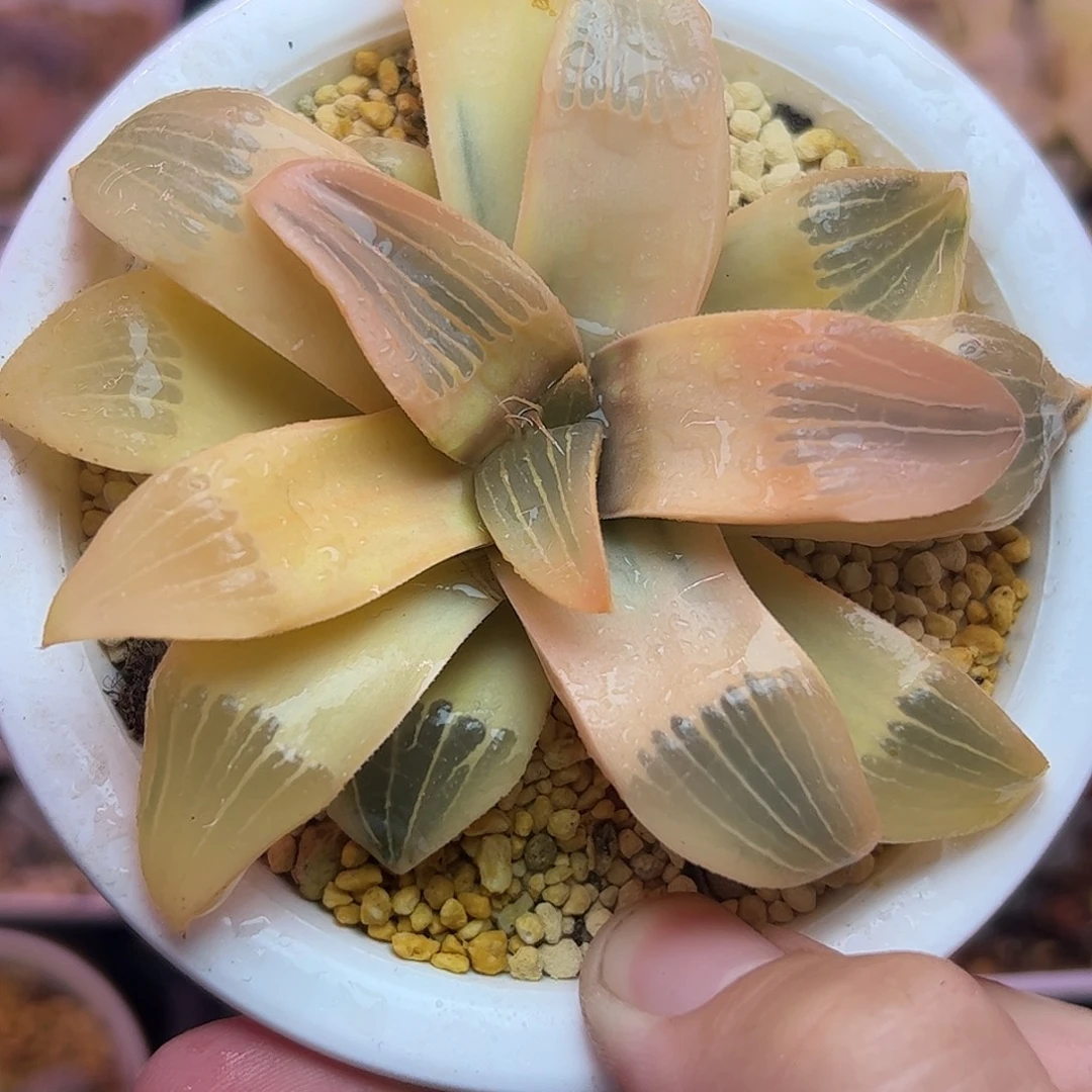 9.4公分实生超大母本糊斑史扑