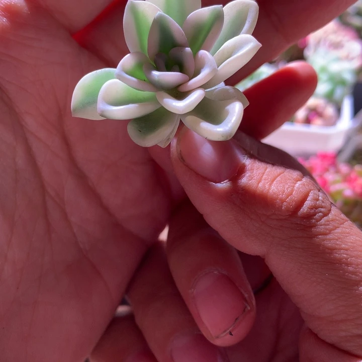 美尻白基因有杆子