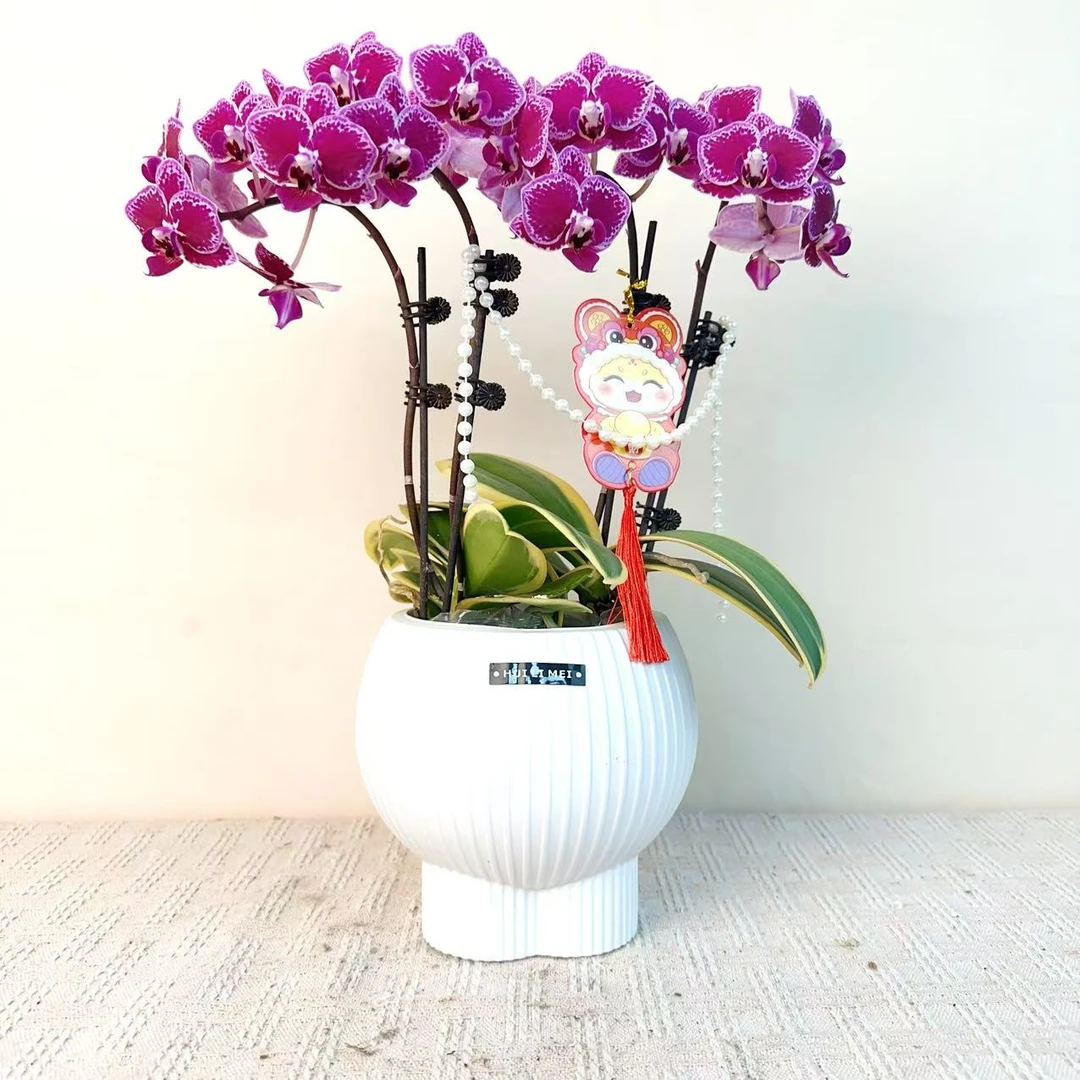 A级【金边小喜鹊】精品 蝴蝶兰