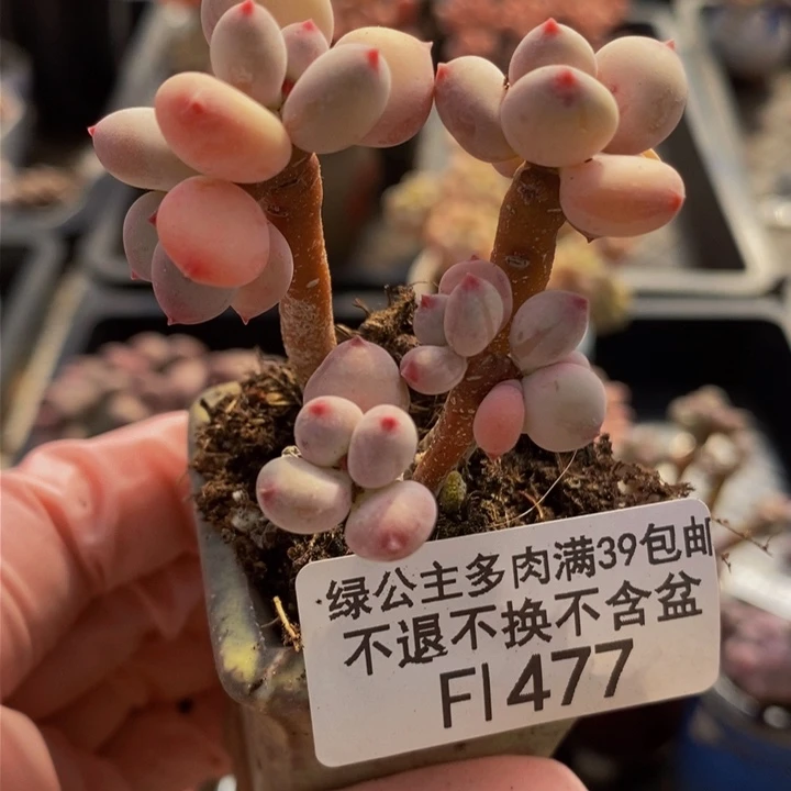 四代苹果奶5cm477多肉植物