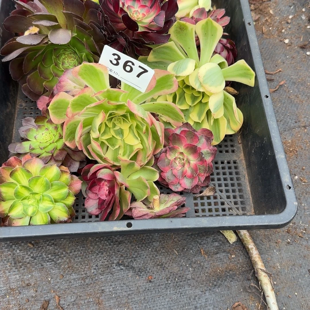 @***林16个砍头苗多肉植物367