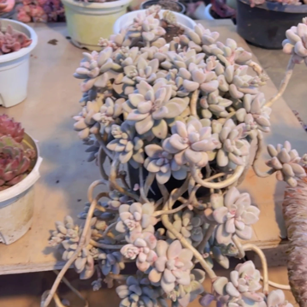 【闪购商品】艾伦25307